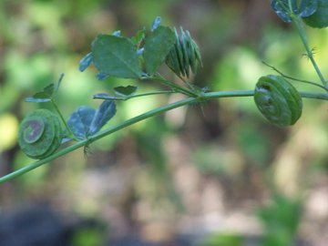 Medicago orbicularis - Erba medica